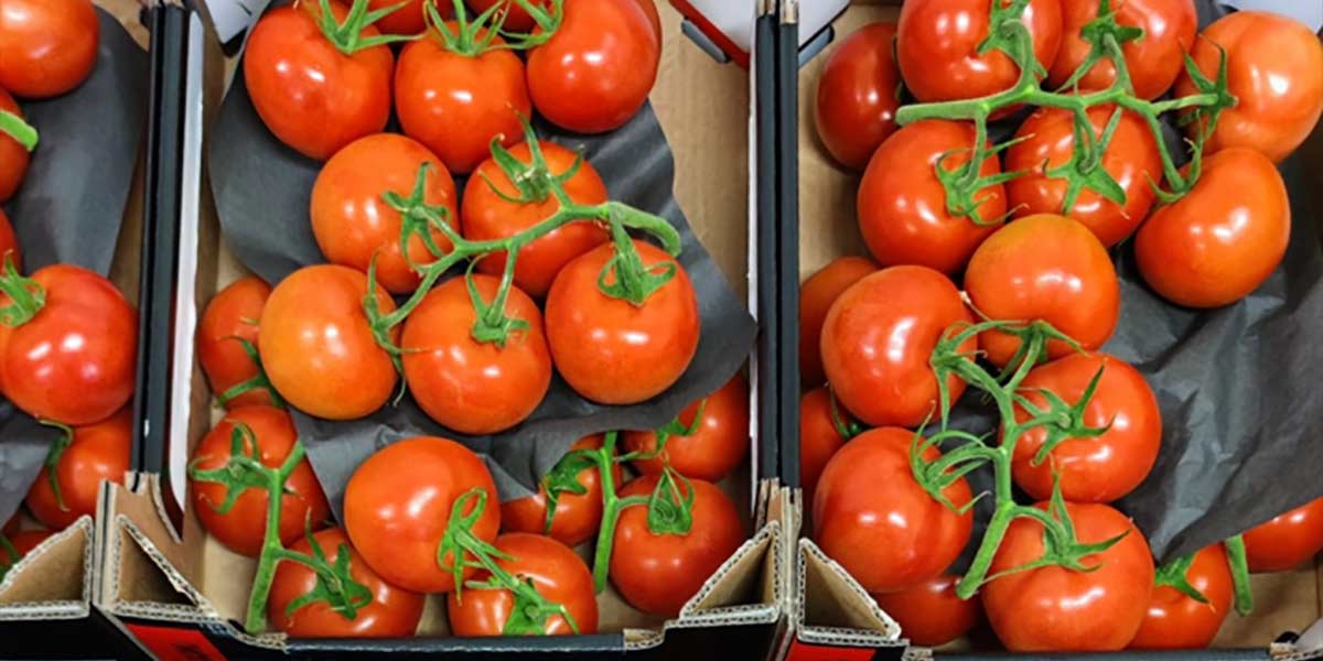 Fase di stallo per i pomodori, soffrono insalataro e cuore di bue